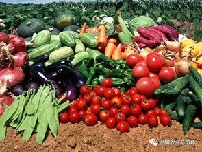 農(nóng)產(chǎn)品賣不動？直供直銷新鏈路模式破解蔬菜滯銷難題