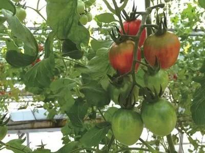 2016年最酷的100項科技創(chuàng)新 內陸水產(chǎn)養(yǎng)殖銷售領域的中國企業(yè)力量