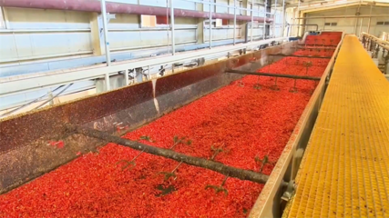 高臺 脫水蔬菜走俏國際市場 內陸水產(chǎn)養(yǎng)殖產(chǎn)銷兩旺