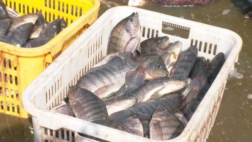 景洪內陸水產(chǎn)養(yǎng)殖 水上春耕按下加速鍵，產(chǎn)銷一體化激活新動能