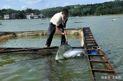日本核污水入海沖擊全球水產(chǎn)，內(nèi)陸水產(chǎn)養(yǎng)殖或?qū)⒂瓉頇C(jī)遇與挑戰(zhàn)