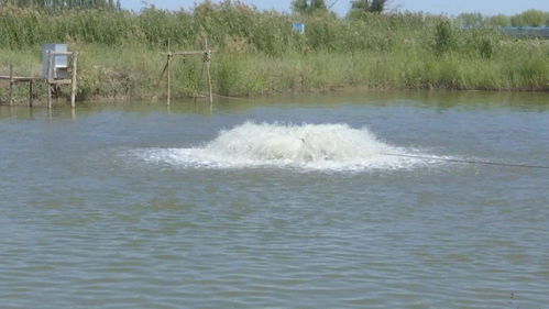 烏拉特前旗兩家水產(chǎn)健康養(yǎng)殖示范場(chǎng)入選“國(guó)家隊(duì)”，引領(lǐng)內(nèi)陸水產(chǎn)養(yǎng)殖銷售新篇章