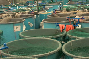 內(nèi)陸水產(chǎn)養(yǎng)殖銷售 水產(chǎn)養(yǎng)殖研究生的職業(yè)新藍(lán)海