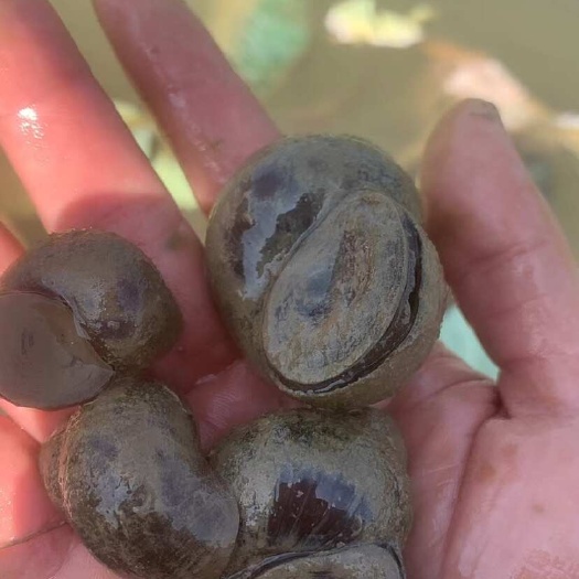 2016年阿爾及利亞內(nèi)陸水產(chǎn)養(yǎng)殖技術(shù)培訓(xùn)班開班，助力水產(chǎn)養(yǎng)殖與銷售融合發(fā)展