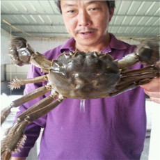 內(nèi)陸水產(chǎn)養(yǎng)殖新篇章 徐州市蝦兵蟹將養(yǎng)殖技術(shù)服務(wù)與市場開拓