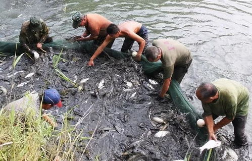 水產(chǎn)養(yǎng)殖冬季管理 內(nèi)陸?zhàn)B殖銷售的關(guān)鍵攻堅(jiān)期