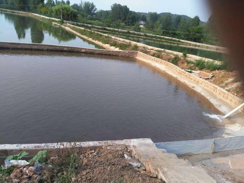 養(yǎng)殖新手必學(xué) 內(nèi)陸水產(chǎn)養(yǎng)殖場高效管理與銷售指南