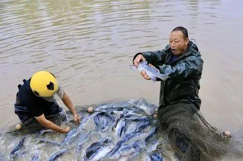 內(nèi)陸水產(chǎn)養(yǎng)殖 警惕這10個(gè)防病誤區(qū)，守護(hù)您的養(yǎng)殖收益
