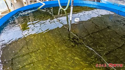 南陽鎮(zhèn) 特色養(yǎng)殖有“錢”景，內(nèi)陸水產(chǎn)養(yǎng)殖拓寬致富路